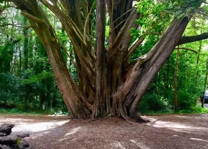 Отель Abbey Court